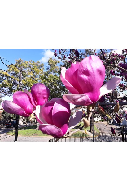 Magnolia soulangeana Lombardy Rose